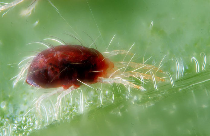 Spider mite on a leaf