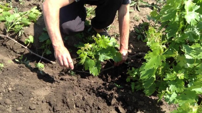 Hands of the man who drops the vine