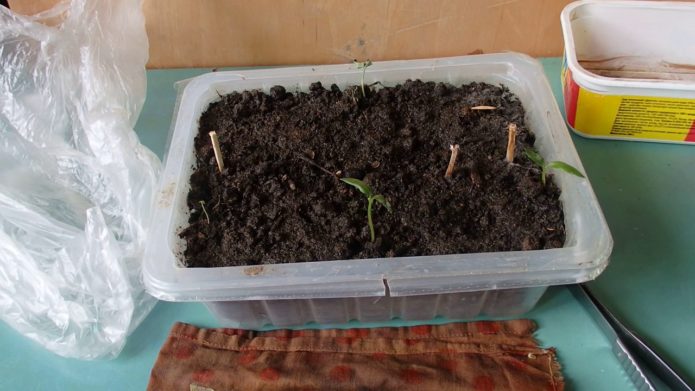 Seedlings of grapes in a container