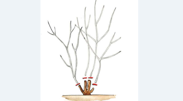 Drawing rejuvenating pruning plant