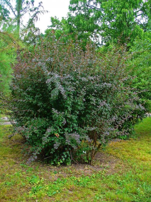 Common barberry