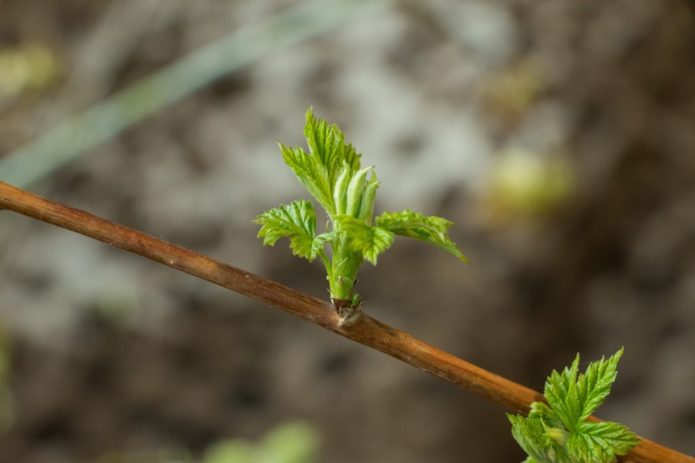 Leaves on shoots