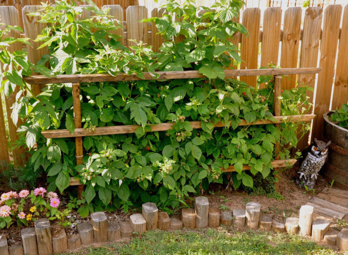 Raspberries by the fence