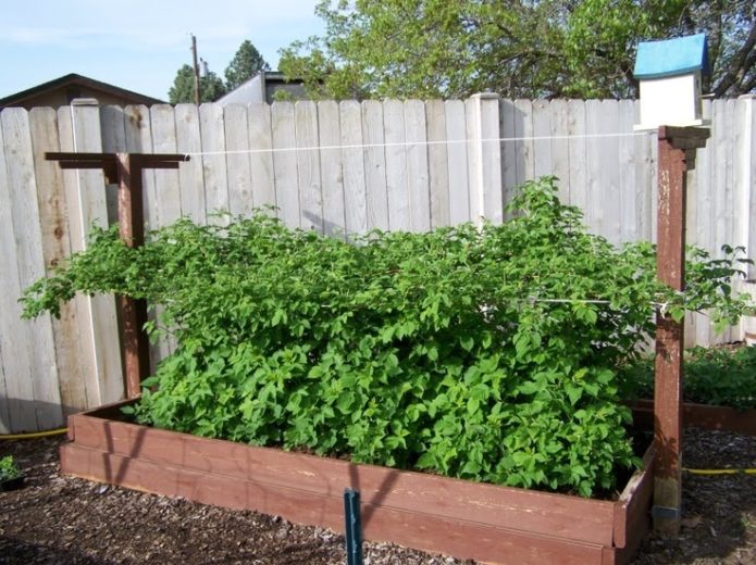 Raspberries in a warm garden