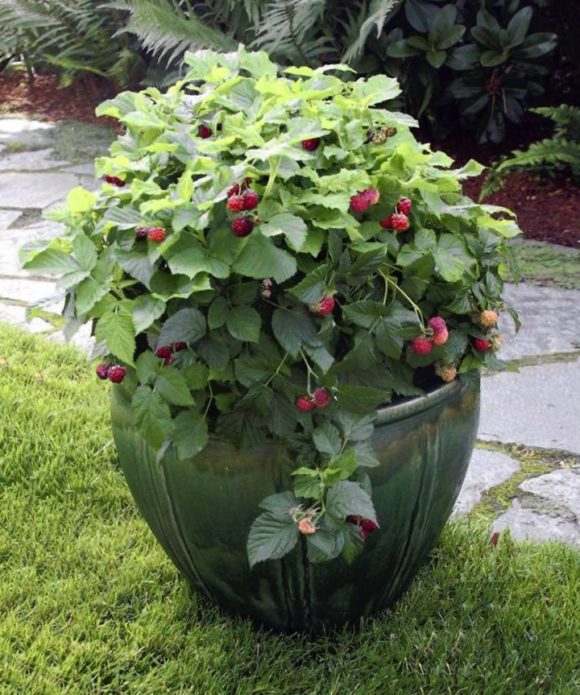 Raspberries in a bucket