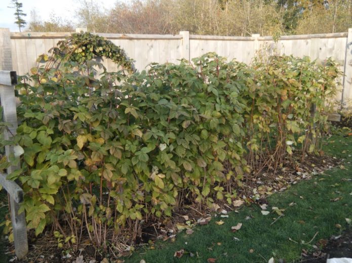 Raspberry bushes