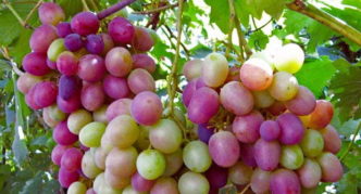 Caramol grapes