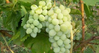 Liang grape