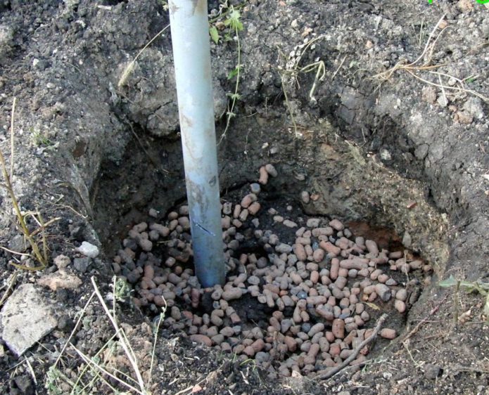 Planting pit for grapes