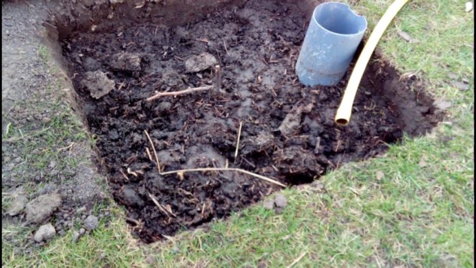 A grape pit covered with earth