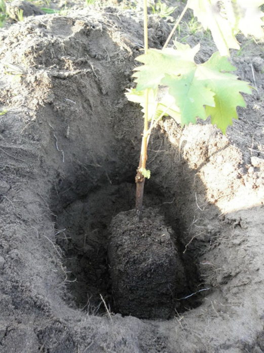 Grape seedling in the planting pit