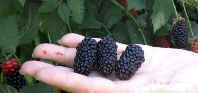 Blackberry varieties Karaka Black