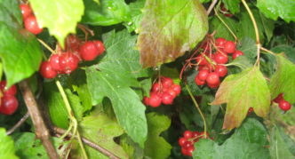 Spotted viburnum leaves