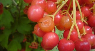 Viburnum fruit rot