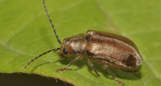 Viburnum leaf beetle