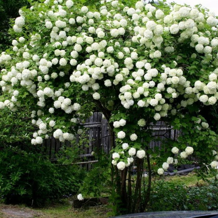 Viburnum varieties Roseum