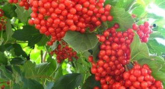 Kalina varieties Red bunch