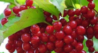 Viburnum varieties Red coral