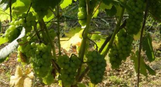 Yubileiny Novgorod grapes