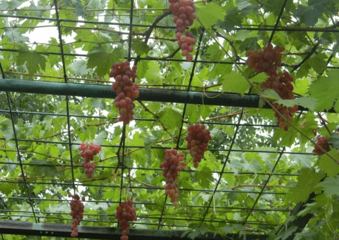 Arbor for grapes