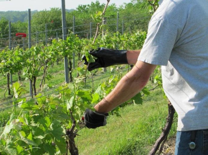 fertilizing grapes