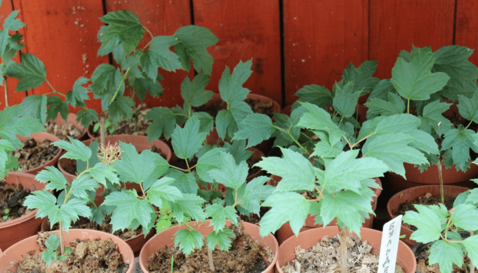 Viburnum seedlings in pots