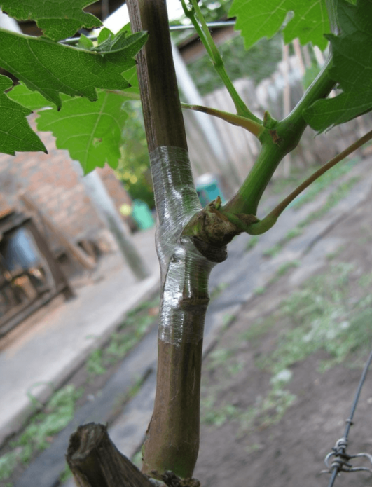 Grape budding