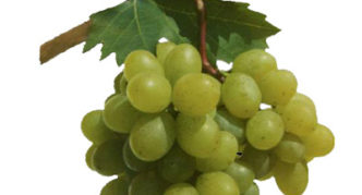 Garant grapes