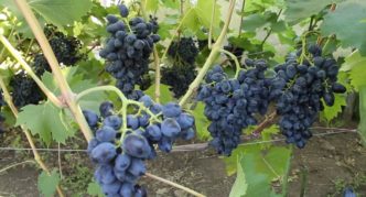 Grape variety Present