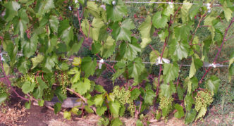 Cober grapes