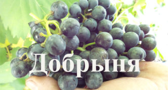 Dobrynya grapes