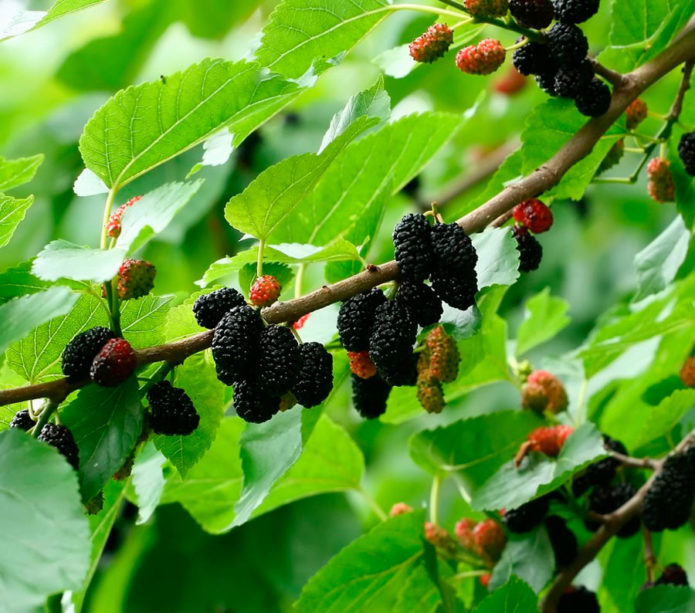 Mulberry with berries