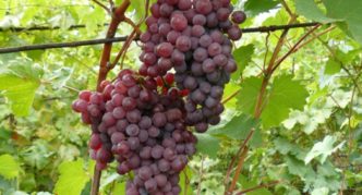 Russian early grapes