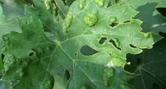 Phylloxera infected grape leaf