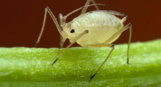 Aphids close up