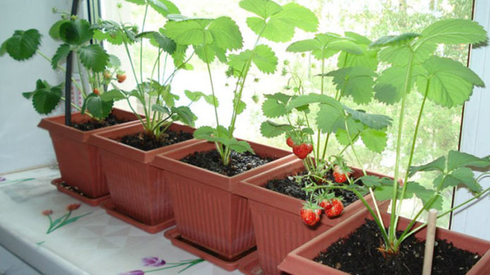 Strawberries in pots on the windowsill