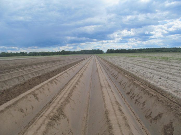 Plowed field