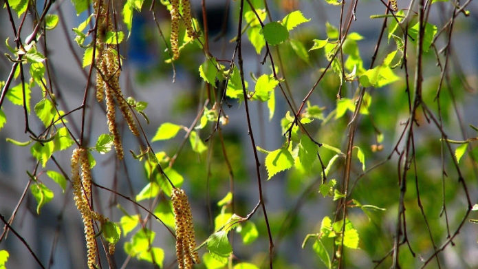 Blooming birch buds