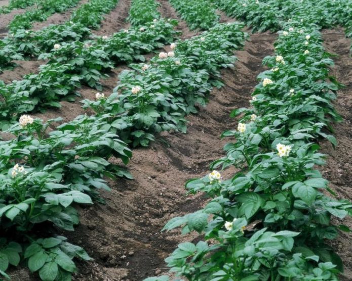 Flowering potatoes