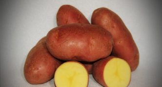 Potatoes Asterix