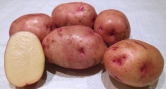 Potatoes Zhukovsky early