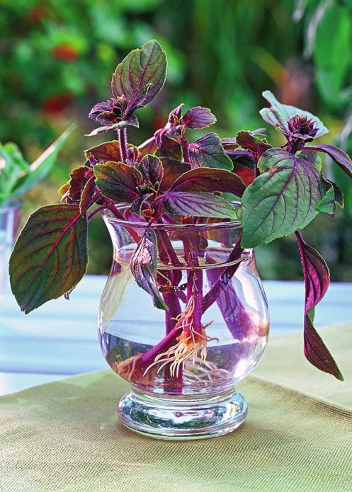 Basil cuttings