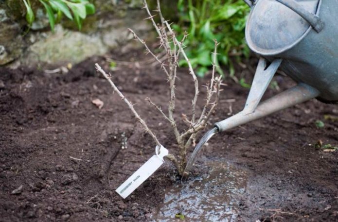 Watering the seedling