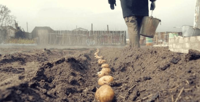 Sowing potatoes