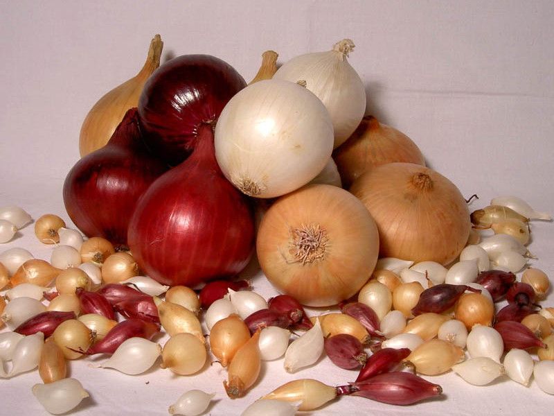 Planting onions in the winter: all options and their effectiveness