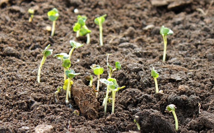 sprouting radish