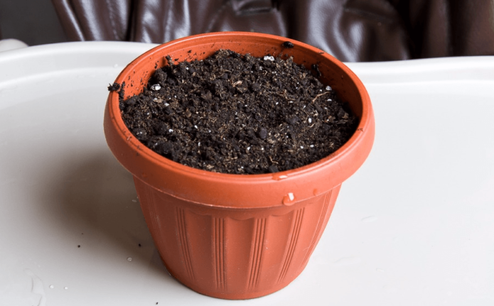 Pot of soil