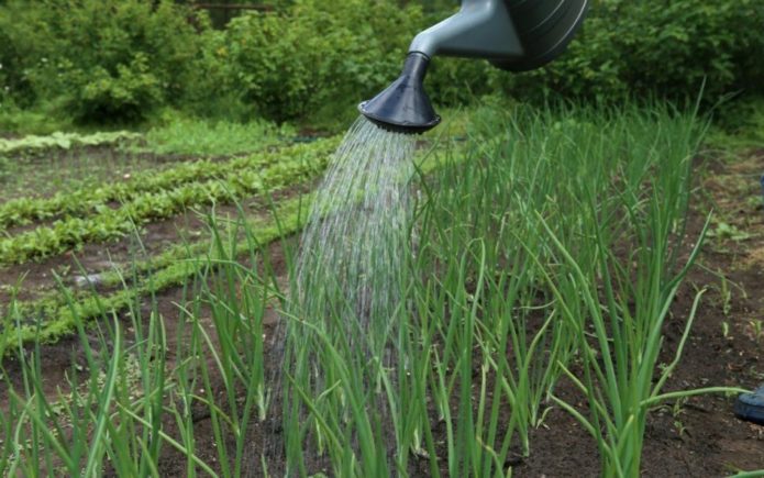 watering onions