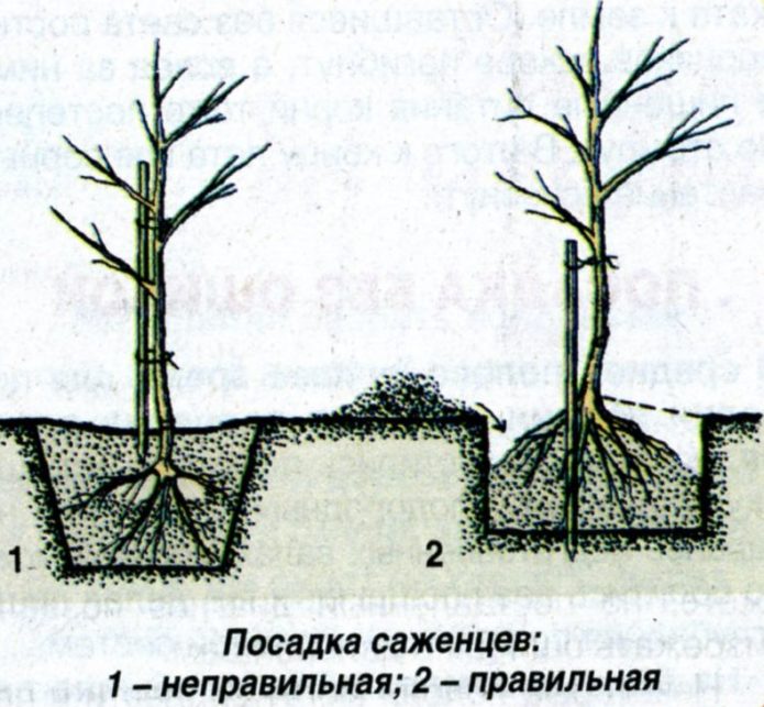 Засаждане на разсад чертеж