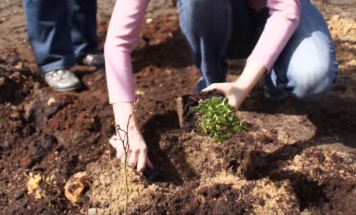 Planting lingonberries